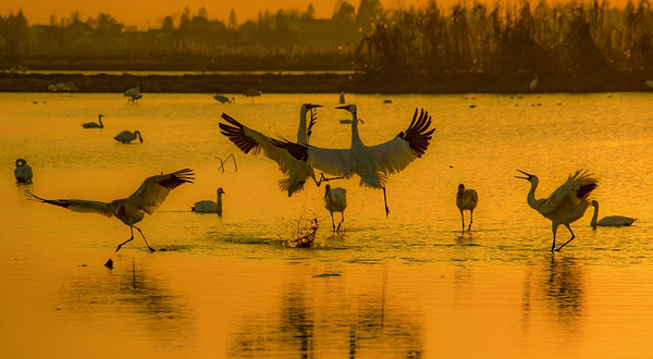 南昌五星白鹤保护小区