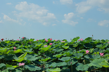 荷塘月色湿地公园第 53 张图片