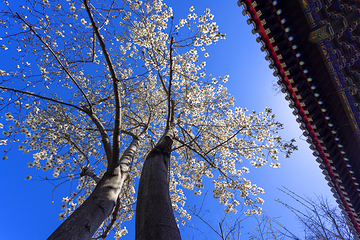 红螺寺第 75 张图片