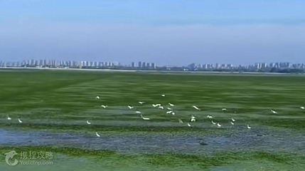 黄陂湖湿地第 4 张图片