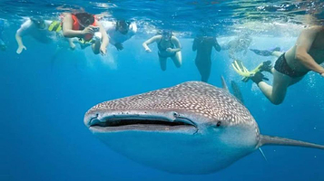 薄荷岛LILA鲸鲨共游