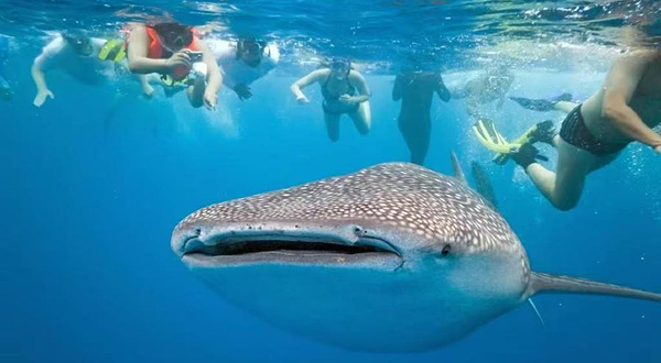 薄荷岛LILA鲸鲨共游
