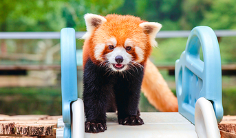 武汉九峰森林动物园