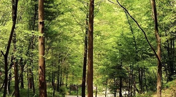 剑南春森林公园