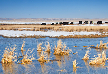 青海湖仙女湾第 5 张图片