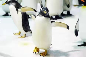 大连圣亚海洋世界