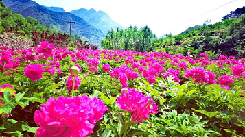 诗上庄文化旅游景区