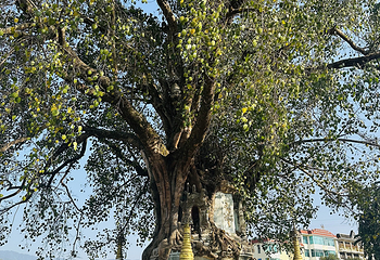 树包塔第 7 张图片
