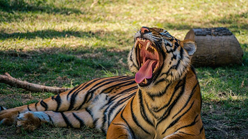瓜达拉哈拉动物园