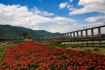 缙云县笕川花海第 2 张图片