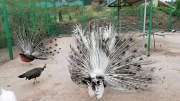 坡头栗树沟孔雀园