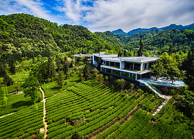 峨眉雪芽有机茶基地