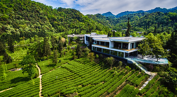 峨眉雪芽有机茶基地