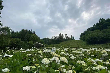 鹿野花塔第 11 张图片