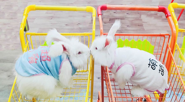 贵阳安哥拉巨兔体验馆(总店)