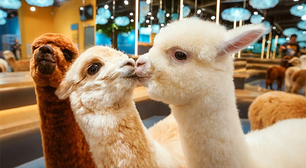神兽·羊驼主题馆（柳州万达店）