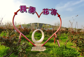 月季花海第 2 张图片