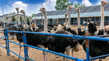 哈尔滨鸵鸟养殖观光园