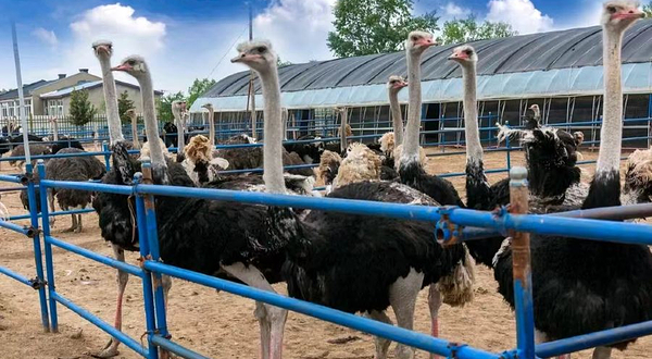 哈尔滨鸵鸟养殖观光园