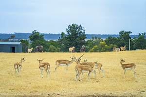 莫纳托野生动物园