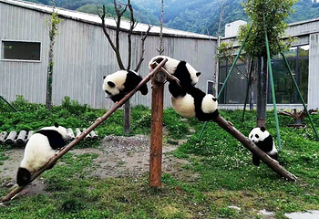 卧龙中华大熊猫苑神树坪基地第 22 张图片