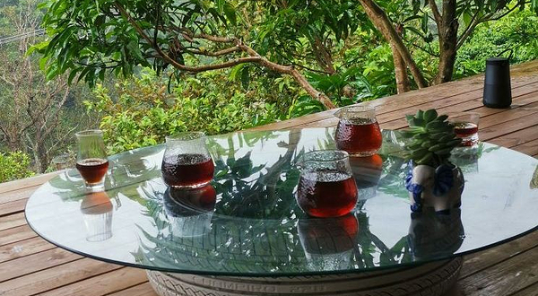 普洱天玉庄咖啡园