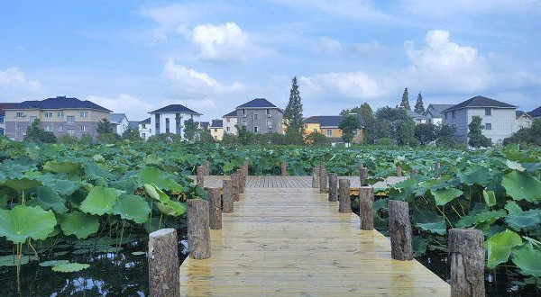 芙蓉国里君山野生荷花世界-亲水平台