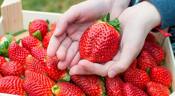 邢台西北留采摘园