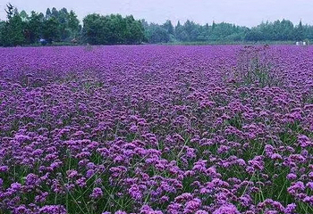 四季花海第 2 张图片