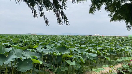 恒海怡荷园第 1 张图片