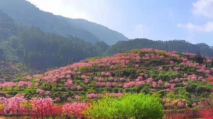 罗源湾樱花园第 3 张图片