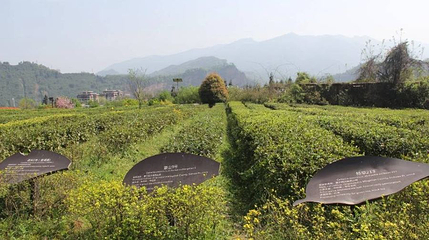 中国藏茶村第 1 张图片