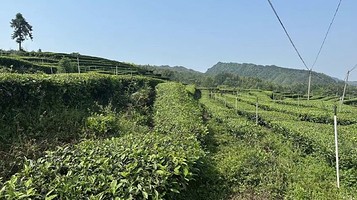 鹿鸣茶海旅游景区