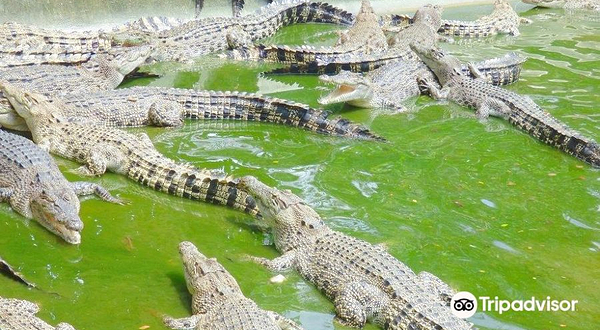 达沃鳄鱼公园