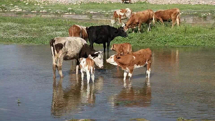 豌豆农庄第 9 张图片