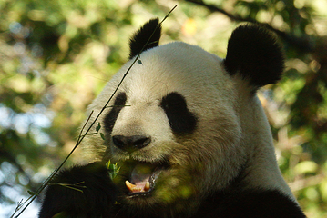 下渚湖熊猫园第 5 张图片