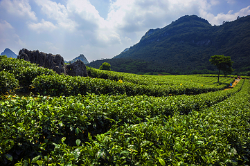 积庆里红茶谷第 35 张图片