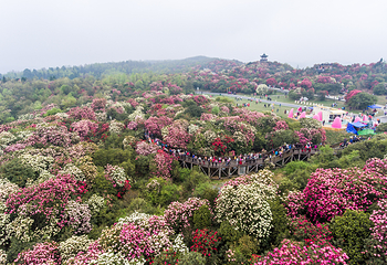 百里杜鹃风景区第 41 张图片
