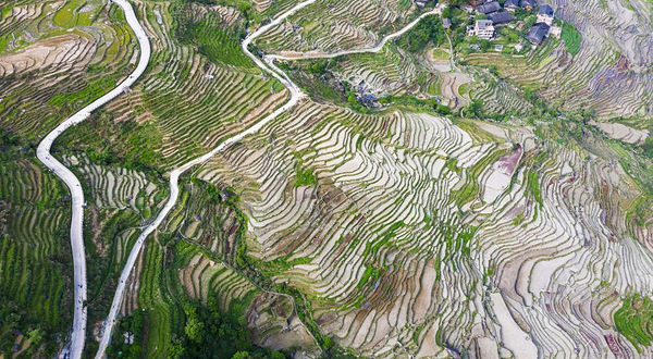 龙脊古壮寨梯田观景区