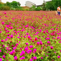 天香花谷四季花海