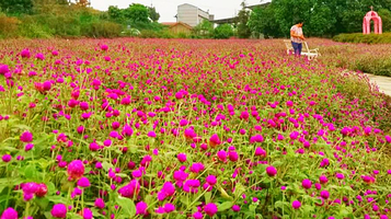 天香花谷四季花海