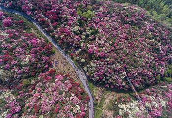 百里杜鹃风景区第 63 张图片
