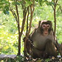 神农架猕猴乐园