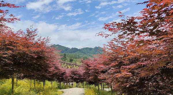石里红枫乡村旅游度假区
