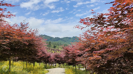 石里红枫乡村旅游度假区第 7 张图片