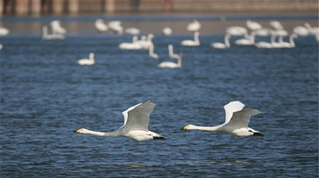 三门峡天鹅湖旅游度假区