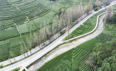 大木山茶园景区第 8 张图片