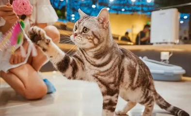 猫咪博物馆（魏家庄万达店）第 1 张图片