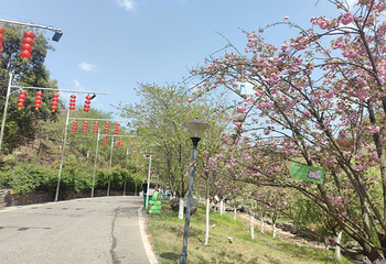 浔龙河樱花谷第 11 张图片