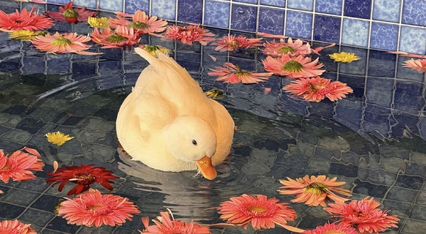 嘶嘶动物博览馆(华宇百花谷店)